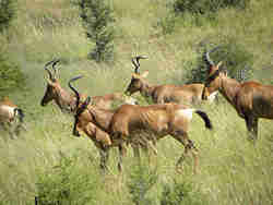  - Hartebeest - (538145 bytes)