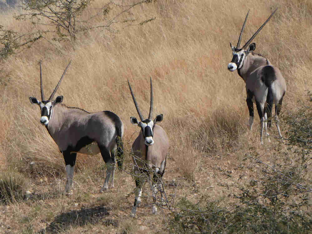 - Oryxherde -  (366516 bytes)