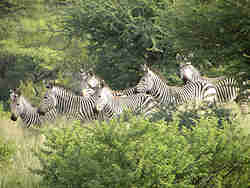  - Bergzebras - (165156 bytes)