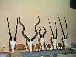  - Trophäenwand