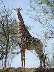  - Giraffe - 